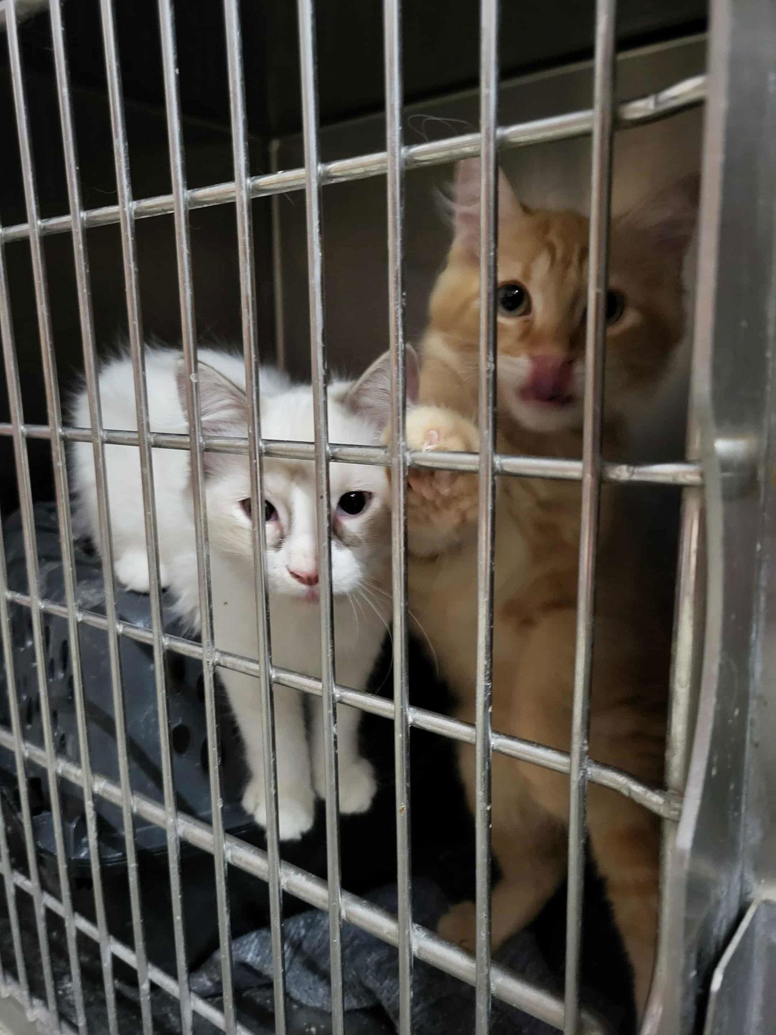 Maxwell (Bonded with Kit), a Adoptable Domestic Medium Hair in Detroit Lakes, MN image 2/3