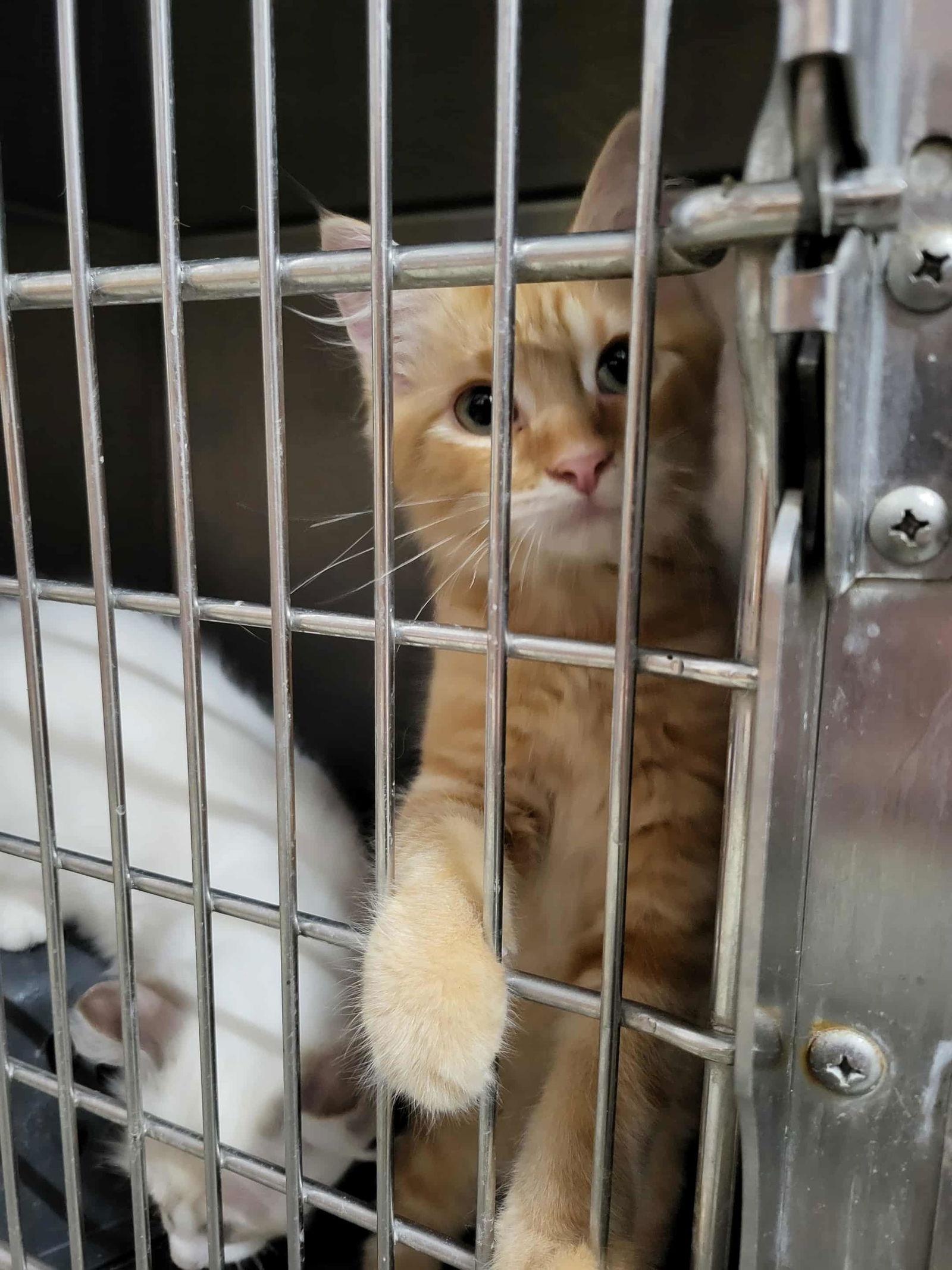 Maxwell (Bonded with Kit), a Adoptable Domestic Medium Hair in Detroit Lakes, MN image 3/3