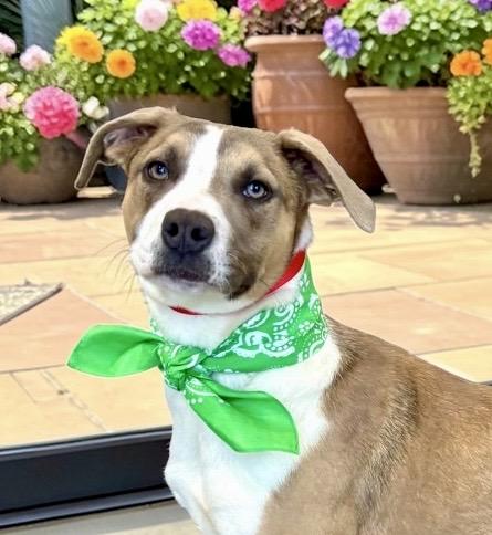 Enlarge Clover, a ADOPTABLE mixed breed in Perry, IA image 1/6