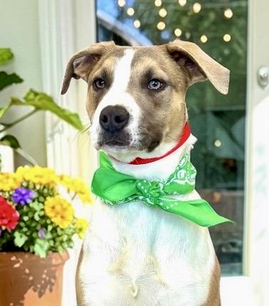 Enlarge Clover, a ADOPTABLE mixed breed in Perry, IA image 3/6