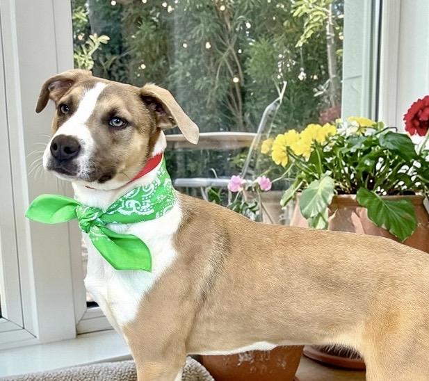 Enlarge Clover, a ADOPTABLE mixed breed in Perry, IA image 2/6