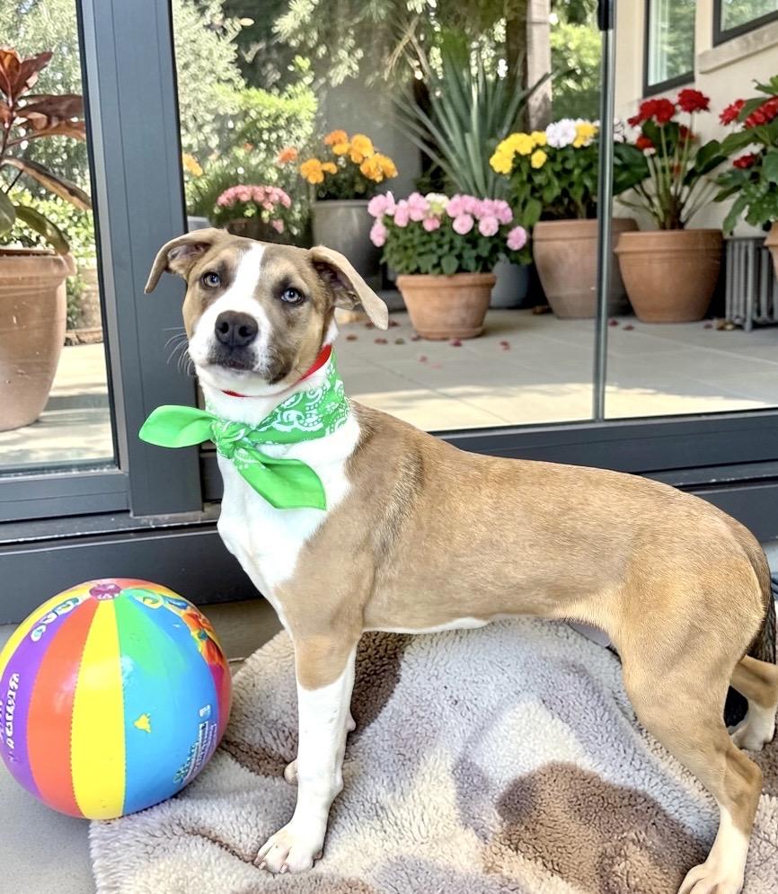 Enlarge Clover, a ADOPTABLE mixed breed in Perry, IA image 4/6