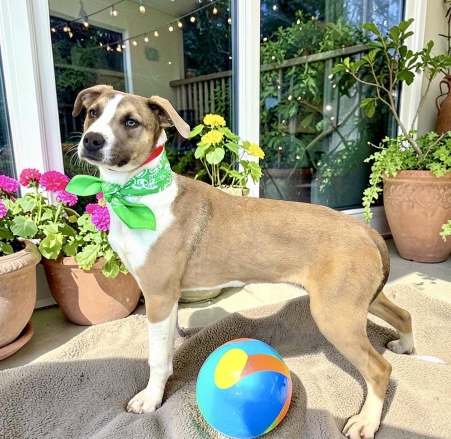 Enlarge Clover, a ADOPTABLE mixed breed in Perry, IA image 6/6