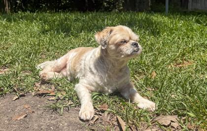 Boudin, Adoptable, Senior Male Shih Tzu & Mixed Breed.