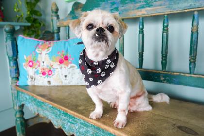 Boudin, Adoptable, Adult Male Shih Tzu & Mixed Breed.