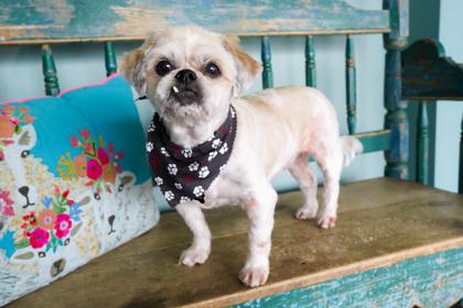 Boudin, Adoptable, Adult Male Shih Tzu & Mixed Breed.