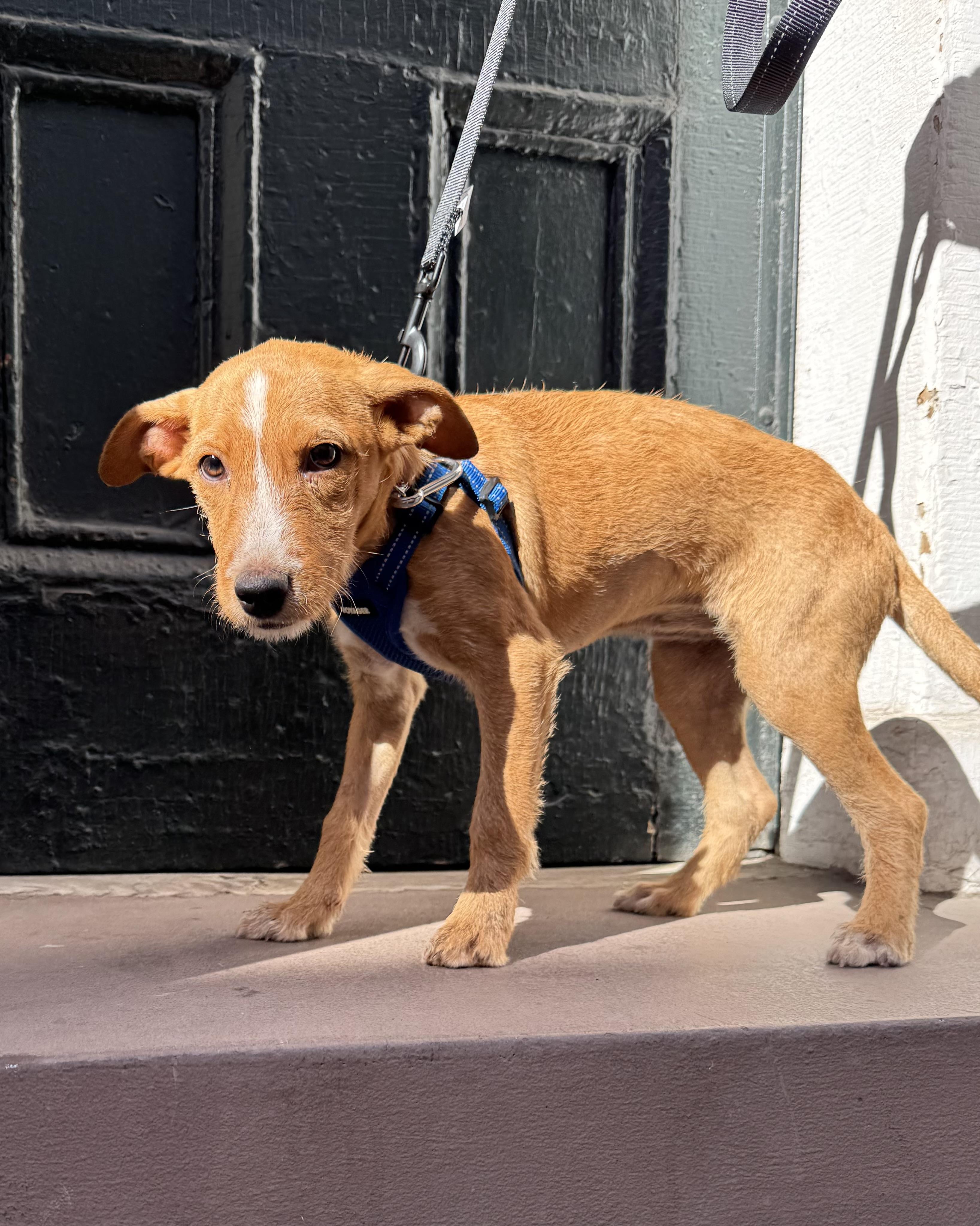 Enlarge Witch, a Adoptable mixed breed in New York, NY image 2/3