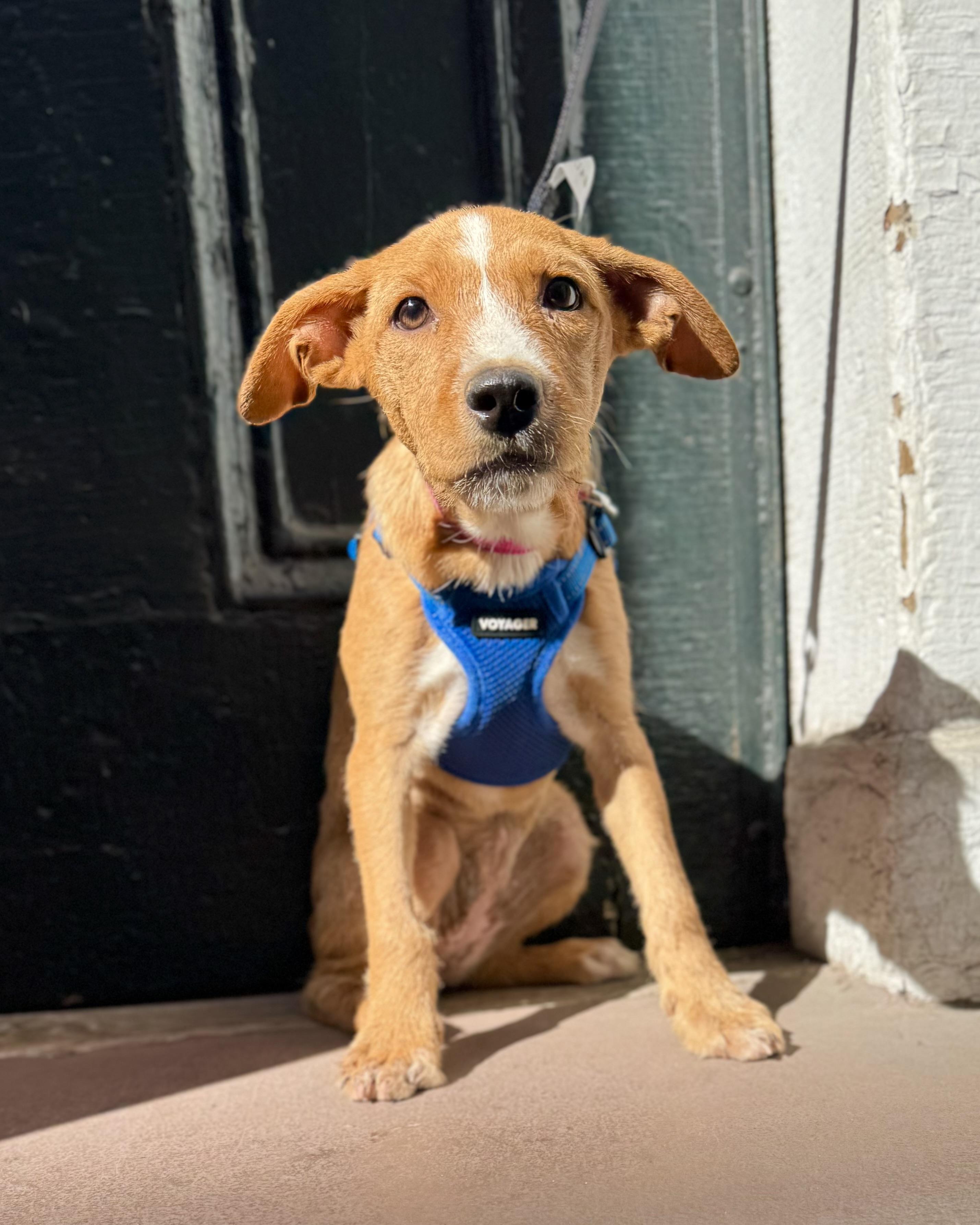 Enlarge Witch, a Adoptable mixed breed in New York, NY image 1/3