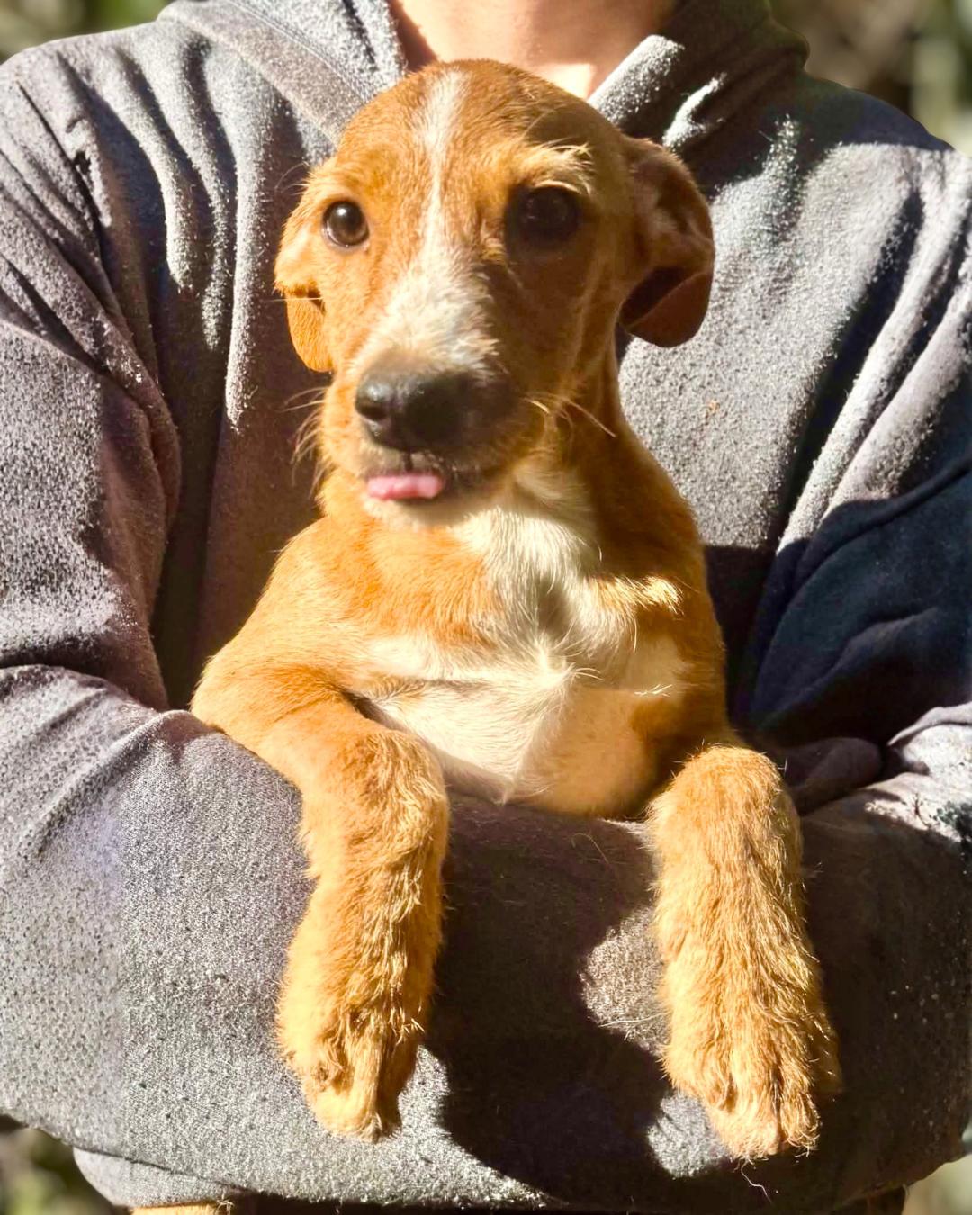 Enlarge Witch, a Adoptable mixed breed in New York, NY image 3/3