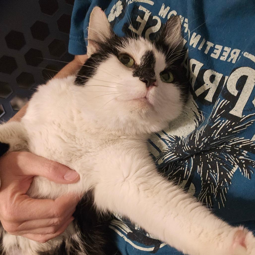 Enlarge Mabel, a Adoptable Domestic Short Hair in New Albany, OH image 1/1