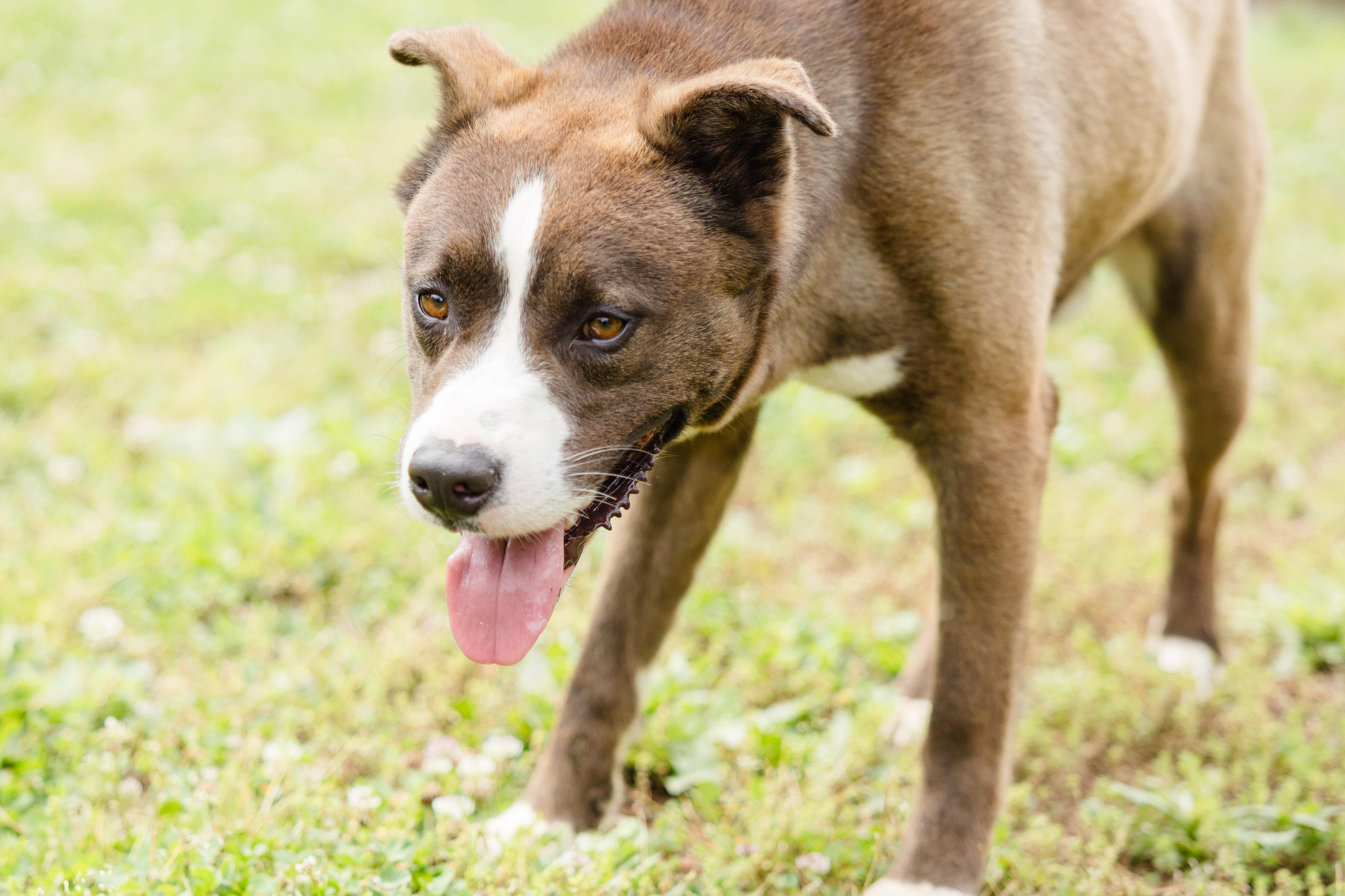 Morton, a ADOPTABLE mixed breed in Newburgh, IN image 3/4
