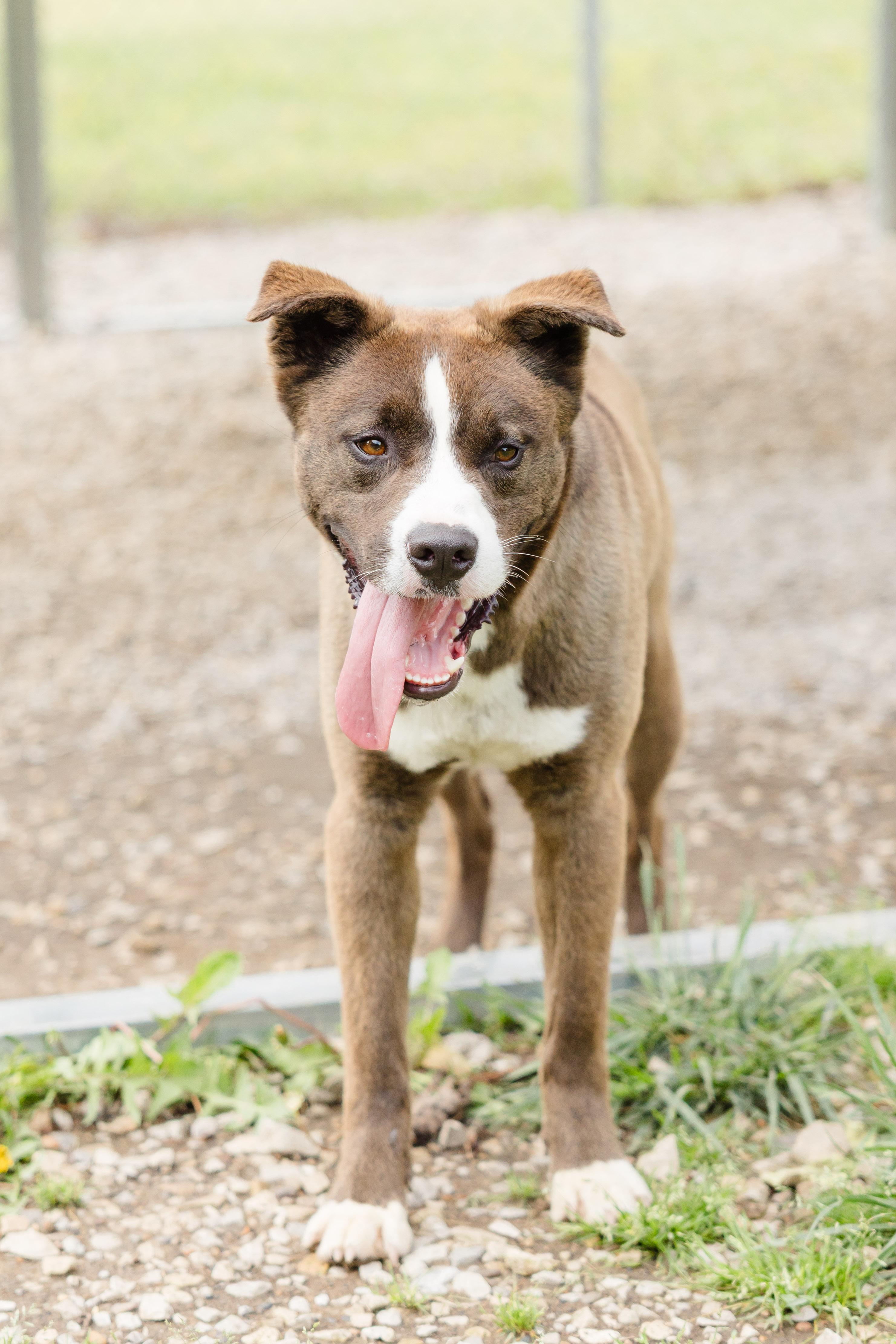 Morton, a ADOPTABLE mixed breed in Newburgh, IN image 2/4