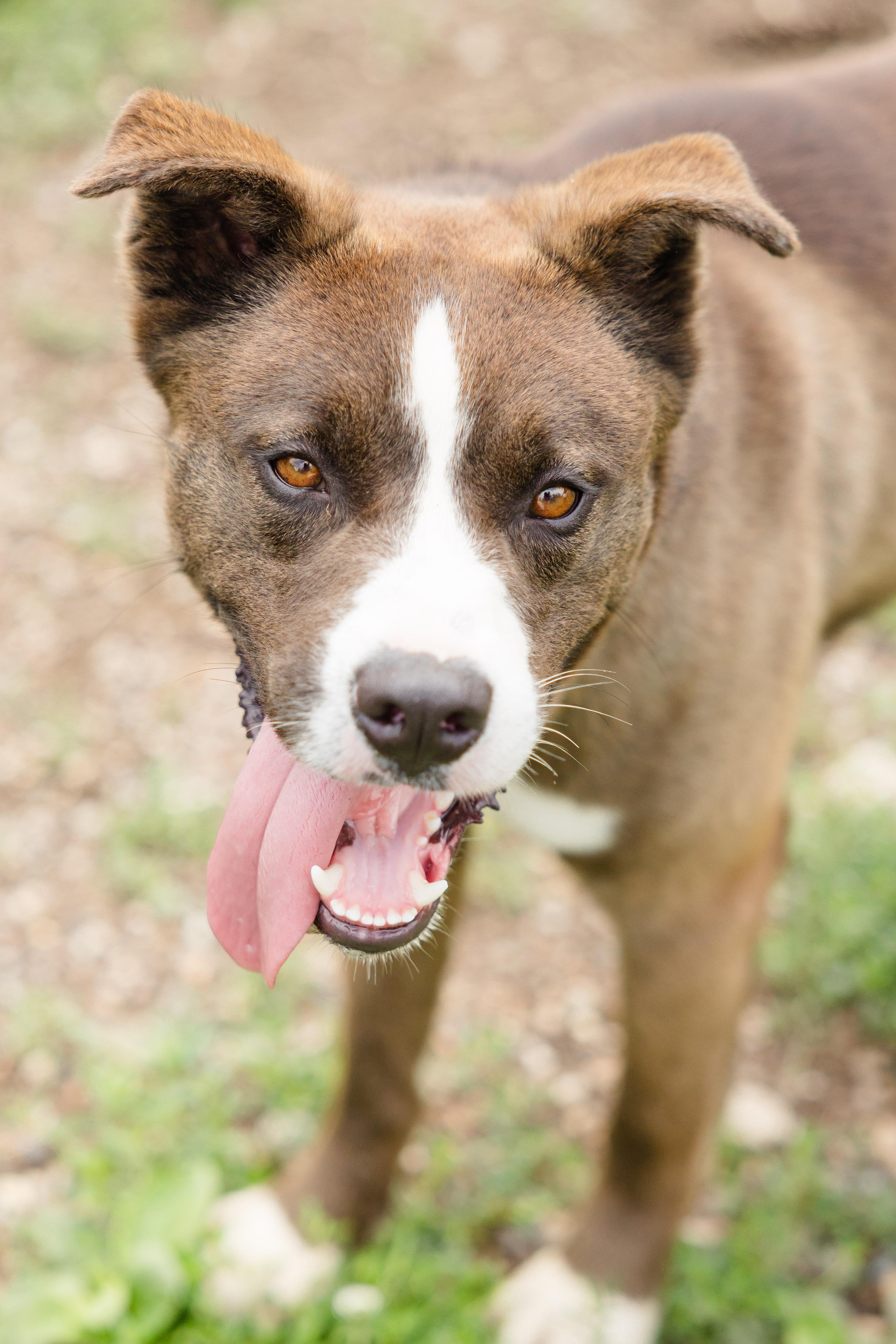 Morton, ADOPTABLE, Adult Male Husky.