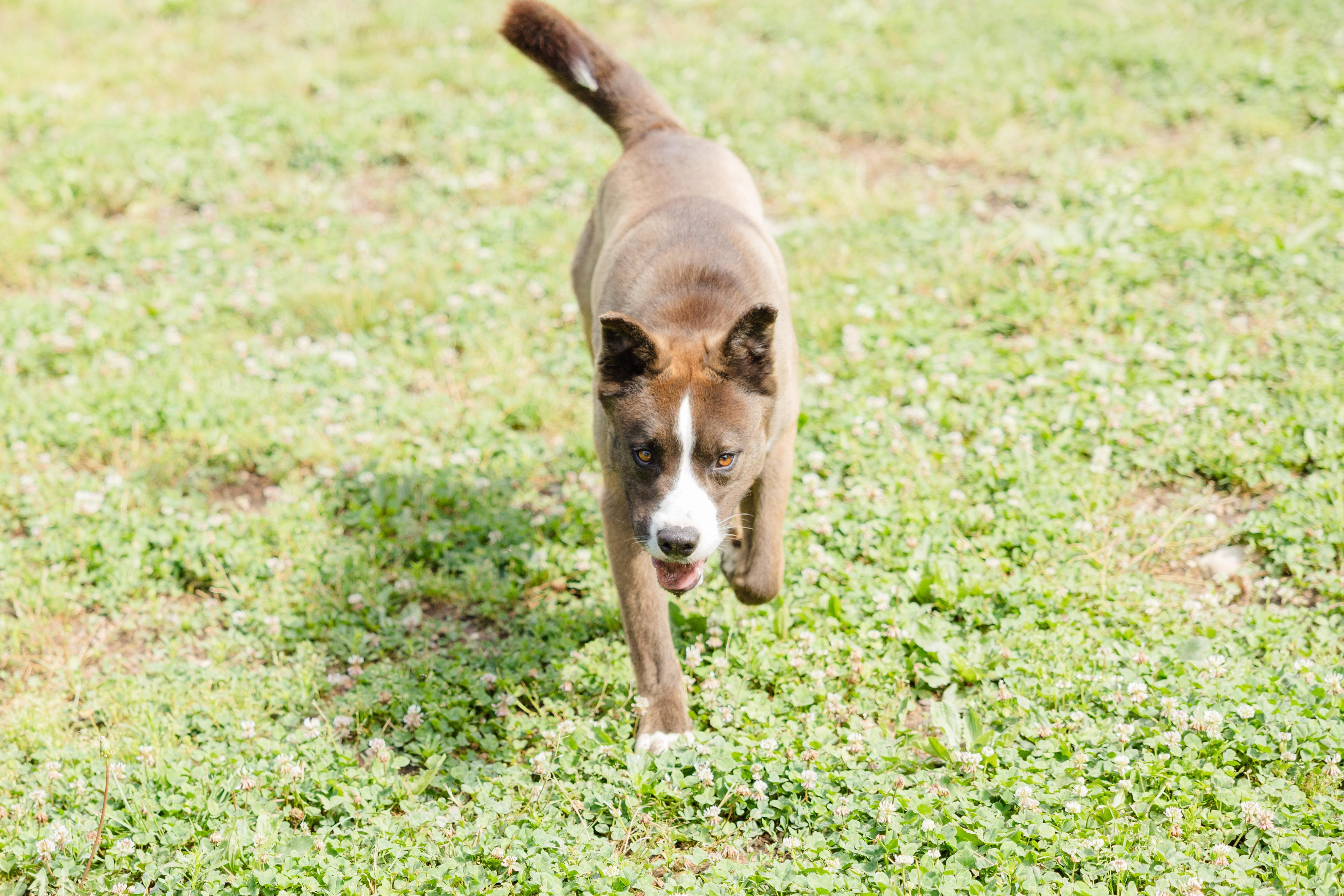 Morton, a ADOPTABLE mixed breed in Newburgh, IN image 4/4