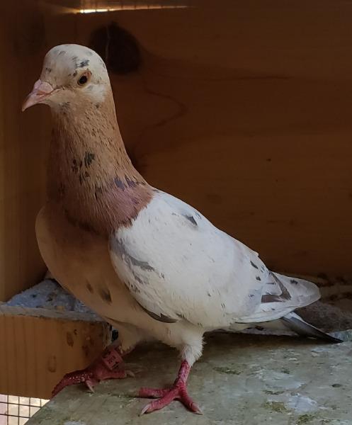 Rosy, a Adoptable Pigeon in San Francisco, CA image 1/2
