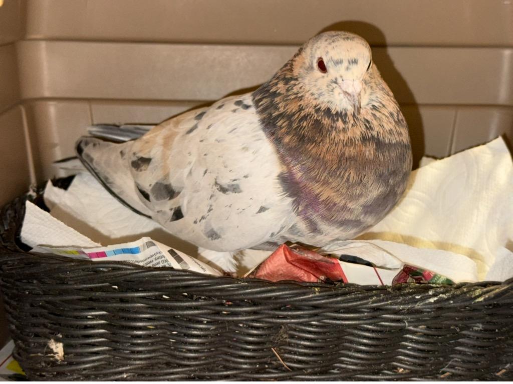 Rosy, a Adoptable Pigeon in San Francisco, CA image 2/2