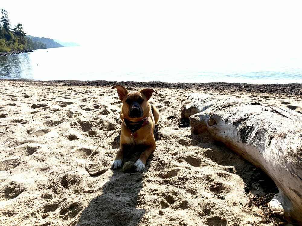 Enlarge Wednesday, a Adoptable German Shepherd Dog in Fredonia, WI image 1/6