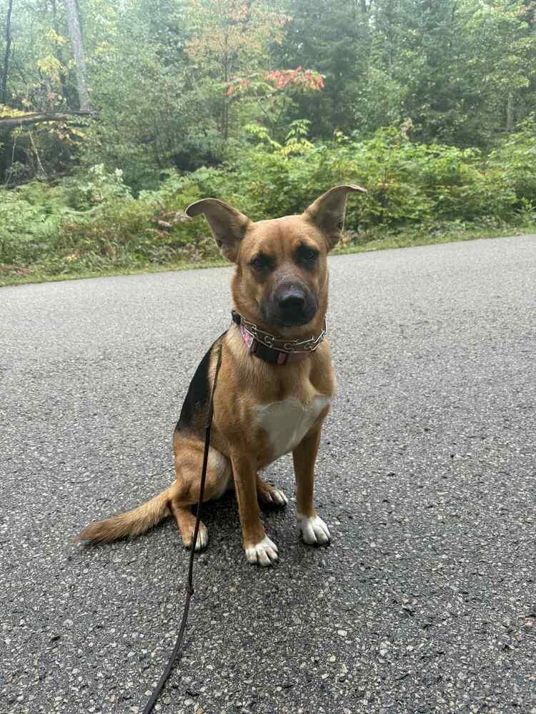 Enlarge Wednesday, a Adoptable German Shepherd Dog in Fredonia, WI image 2/6
