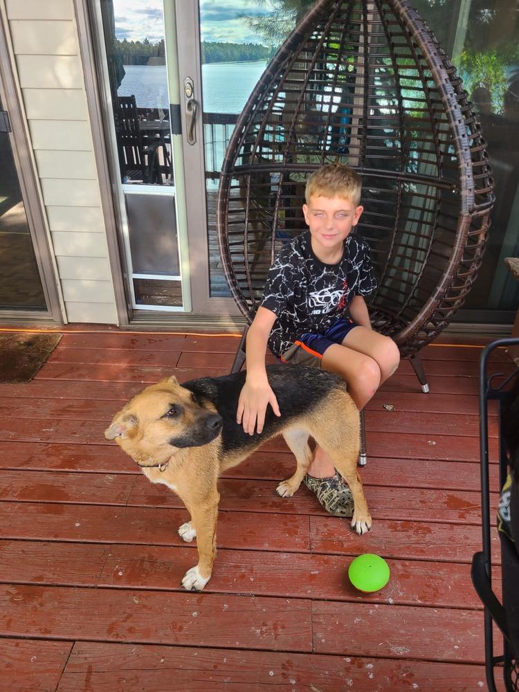 Enlarge Wednesday, a Adoptable German Shepherd Dog in Fredonia, WI image 3/6