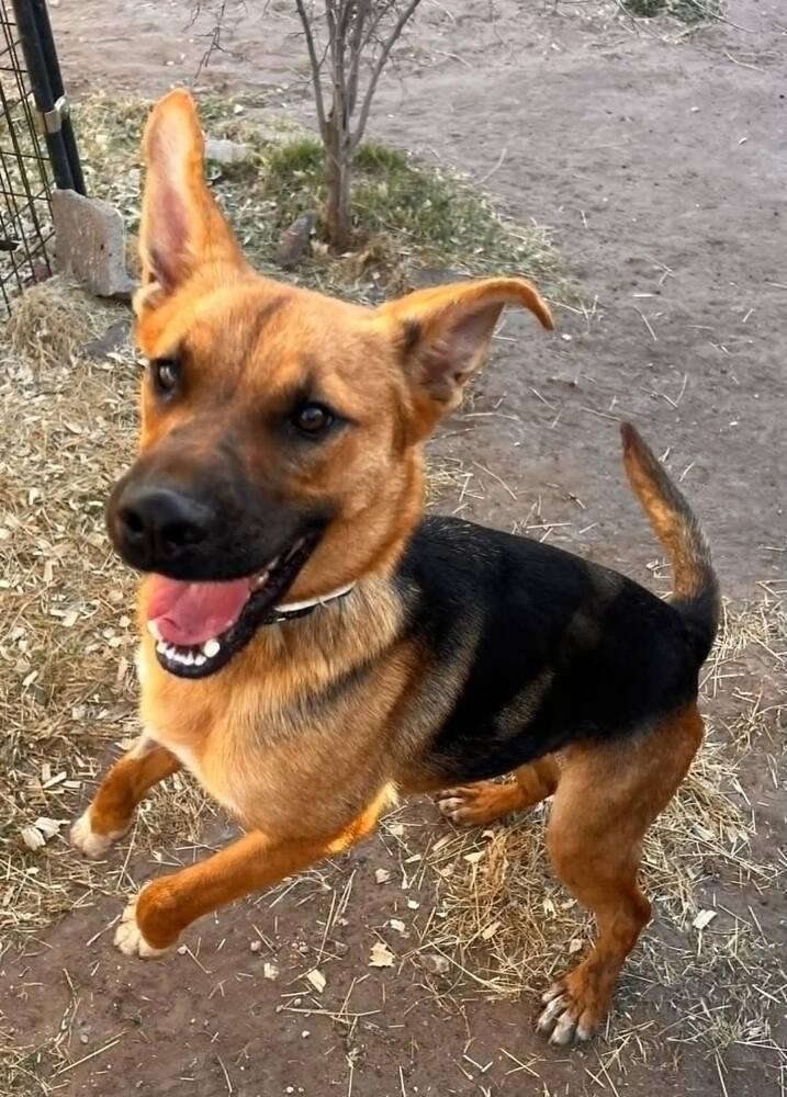 Enlarge Wednesday, a Adoptable German Shepherd Dog in Fredonia, WI image 4/6
