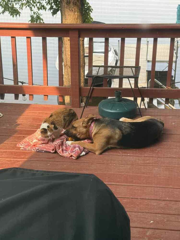 Enlarge Wednesday, a Adoptable German Shepherd Dog in Fredonia, WI image 5/6