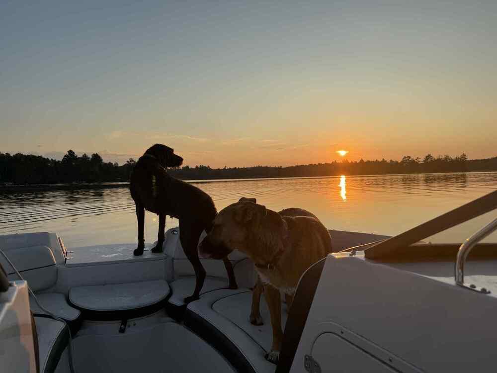 Enlarge Wednesday, a Adoptable German Shepherd Dog in Fredonia, WI image 6/6