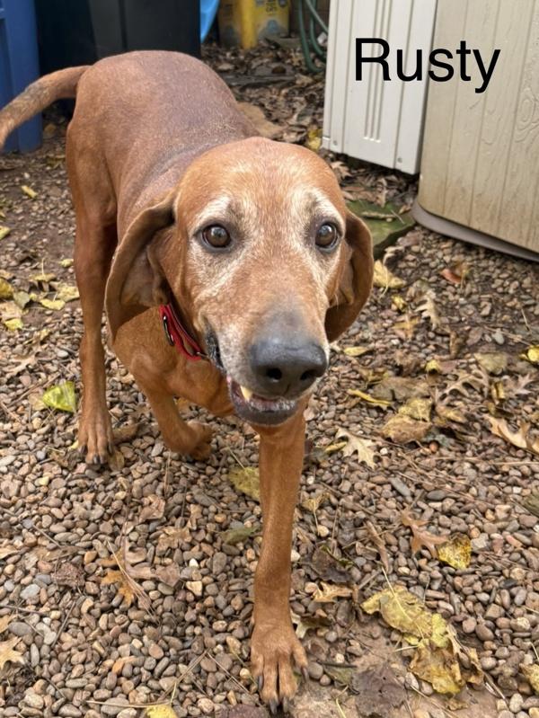 Rusty, Adoptable, Adult Male Redbone Coonhound.
