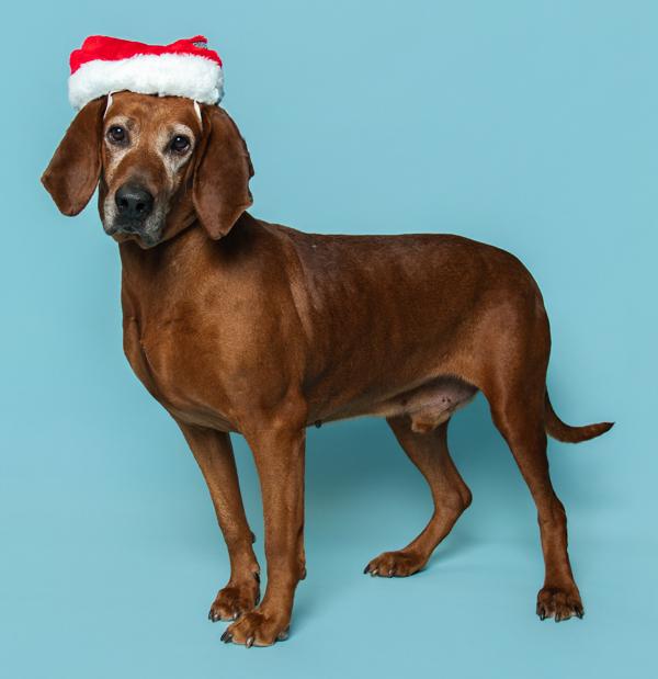 Enlarge Rusty, a Adoptable mixed breed in Knoxville, TN image 2/3