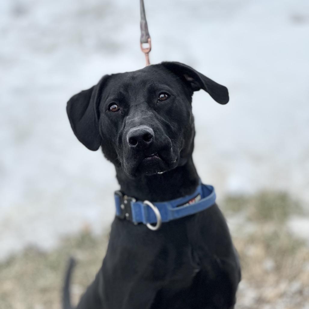 Buoy, a Adoptable Mixed Breed in Troy, IL image 1/5