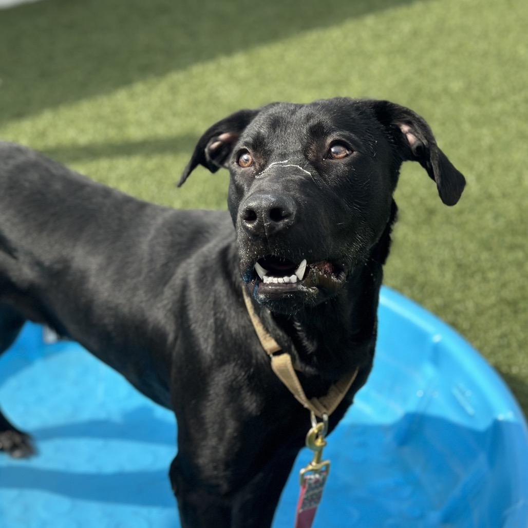 Buoy, Adoptable, Young Male Mixed Breed.