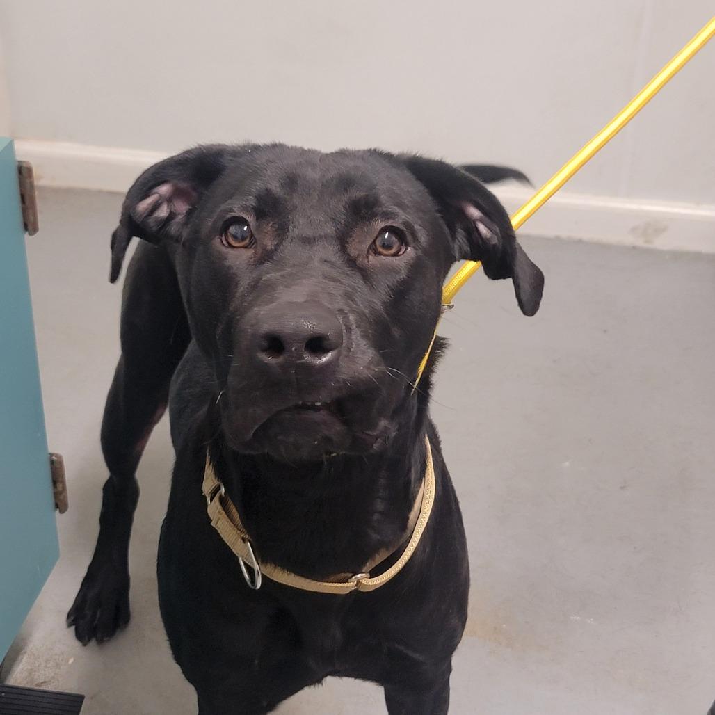 Enlarge Buoy, a Adoptable Mixed Breed in Troy, IL image 2/3