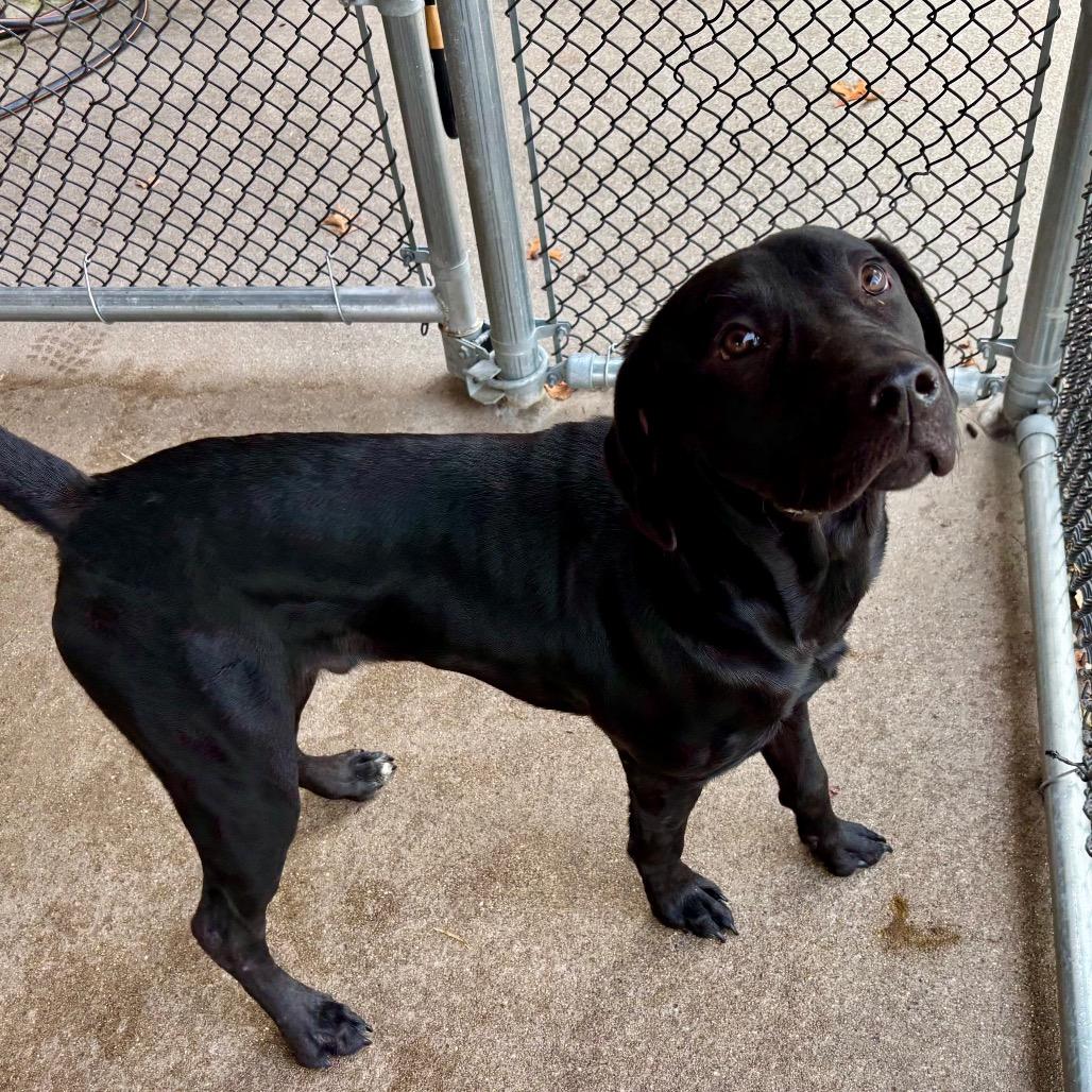 Enlarge Buoy, a Adoptable Mixed Breed in Troy, IL image 3/3