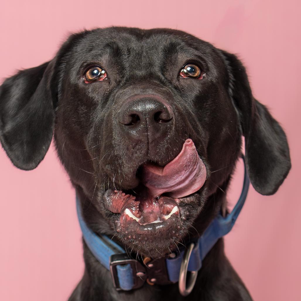 Enlarge Buoy, a Adoptable Mixed Breed in Troy, IL image 6/6