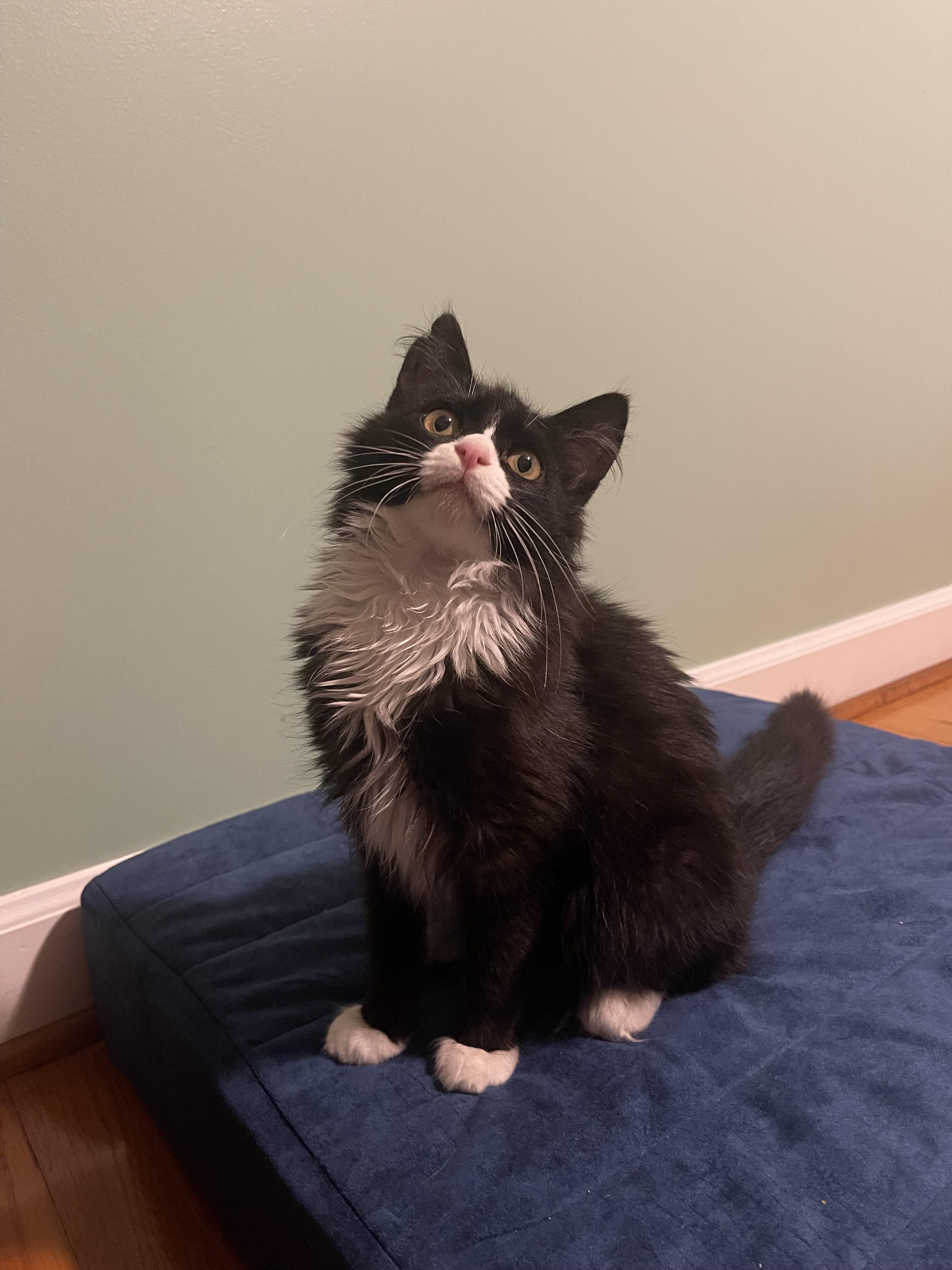 Burnadett , ADOPTABLE, Young Female Domestic Long Hair.