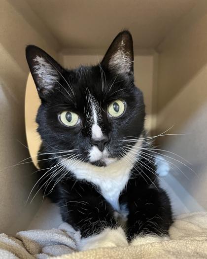 Cali, Adoptable, Senior Male Domestic Short Hair & Domestic Short Hair.