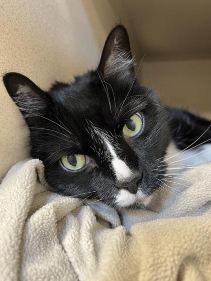 Enlarge Cali, a Adoptable mixed breed in New Hope, PA image 2/3