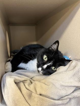 Enlarge Cali, a Adoptable mixed breed in New Hope, PA image 3/3