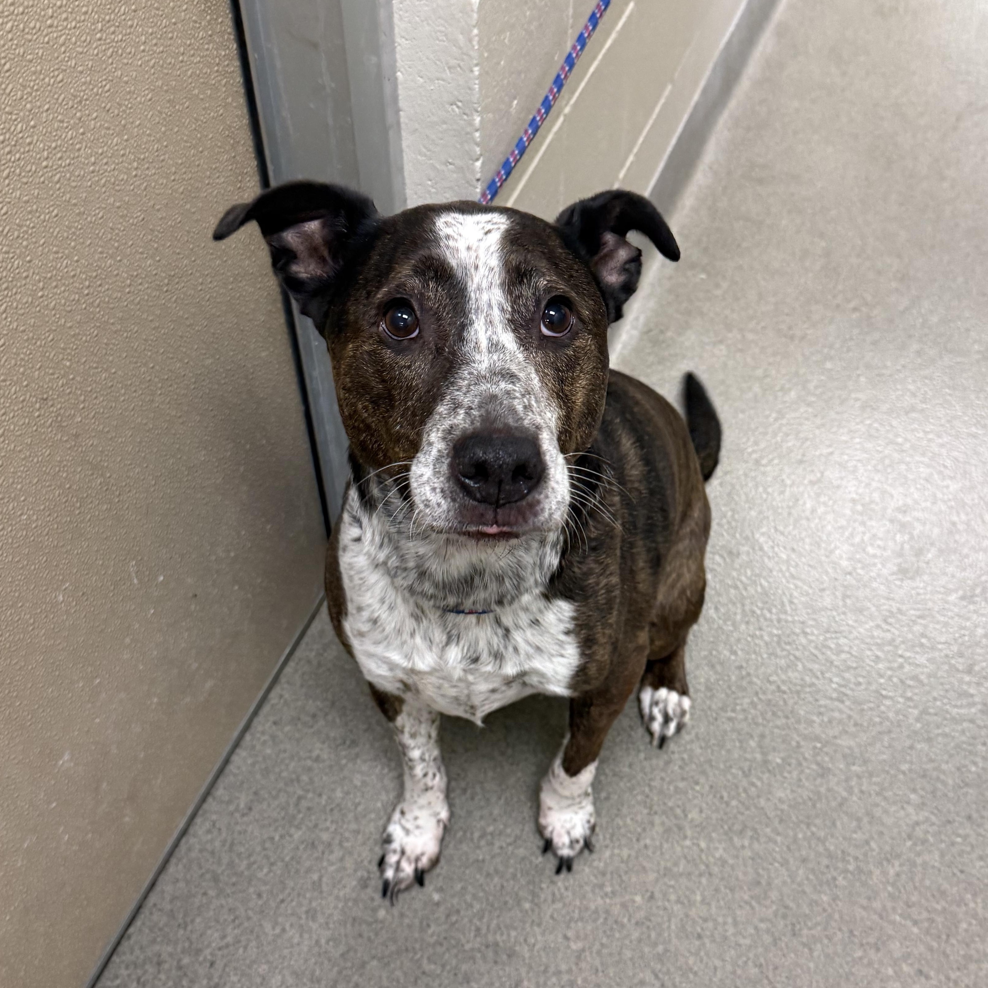 Enlarge Karen, a ADOPTABLE mixed breed in Kearney, NE image 1/1