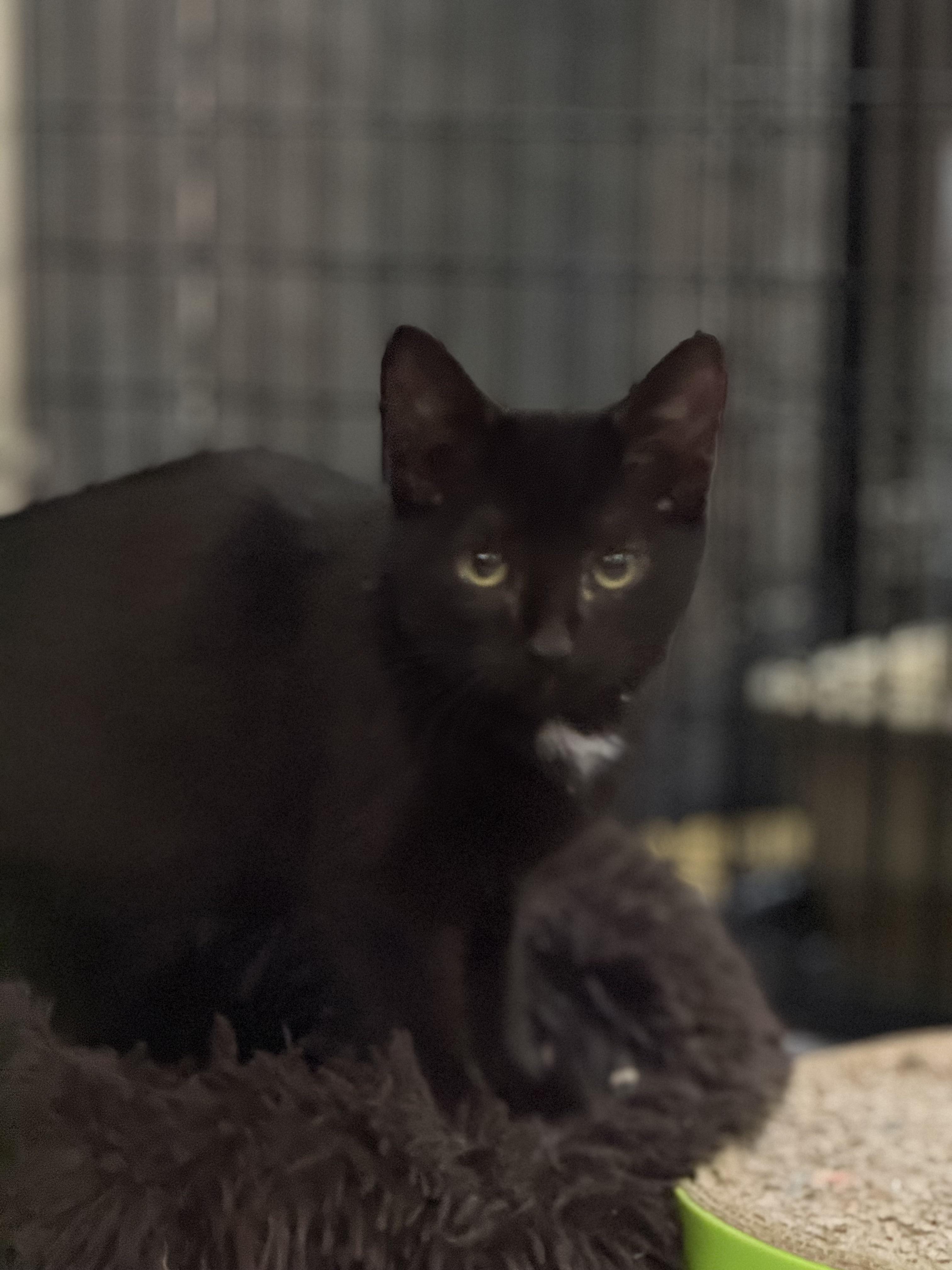 Indigo, Adoptable, Kitten Male Domestic Short Hair.