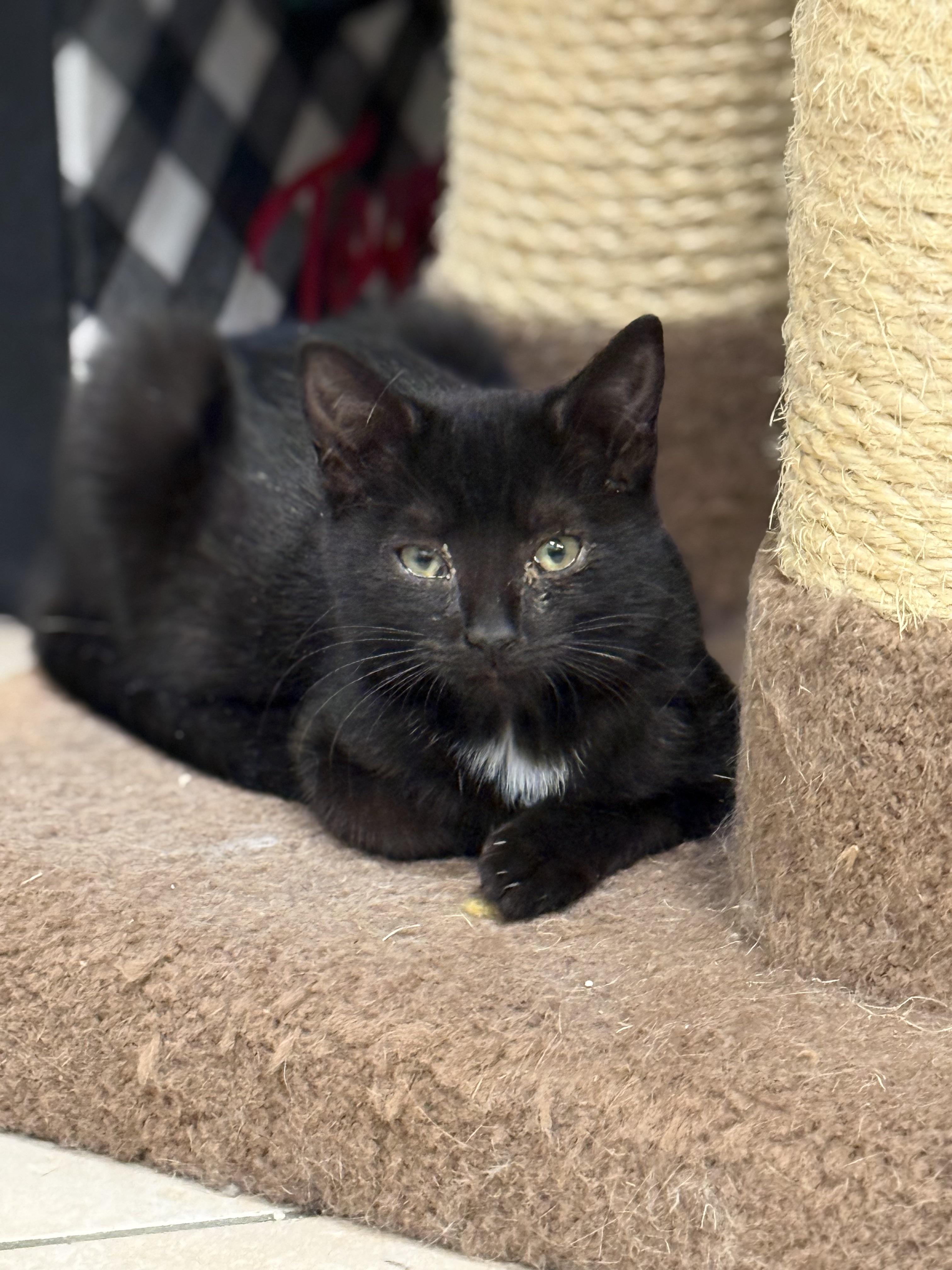 Enlarge Indigo, a Adoptable Domestic Short Hair in Plymouth, MA image 2/2