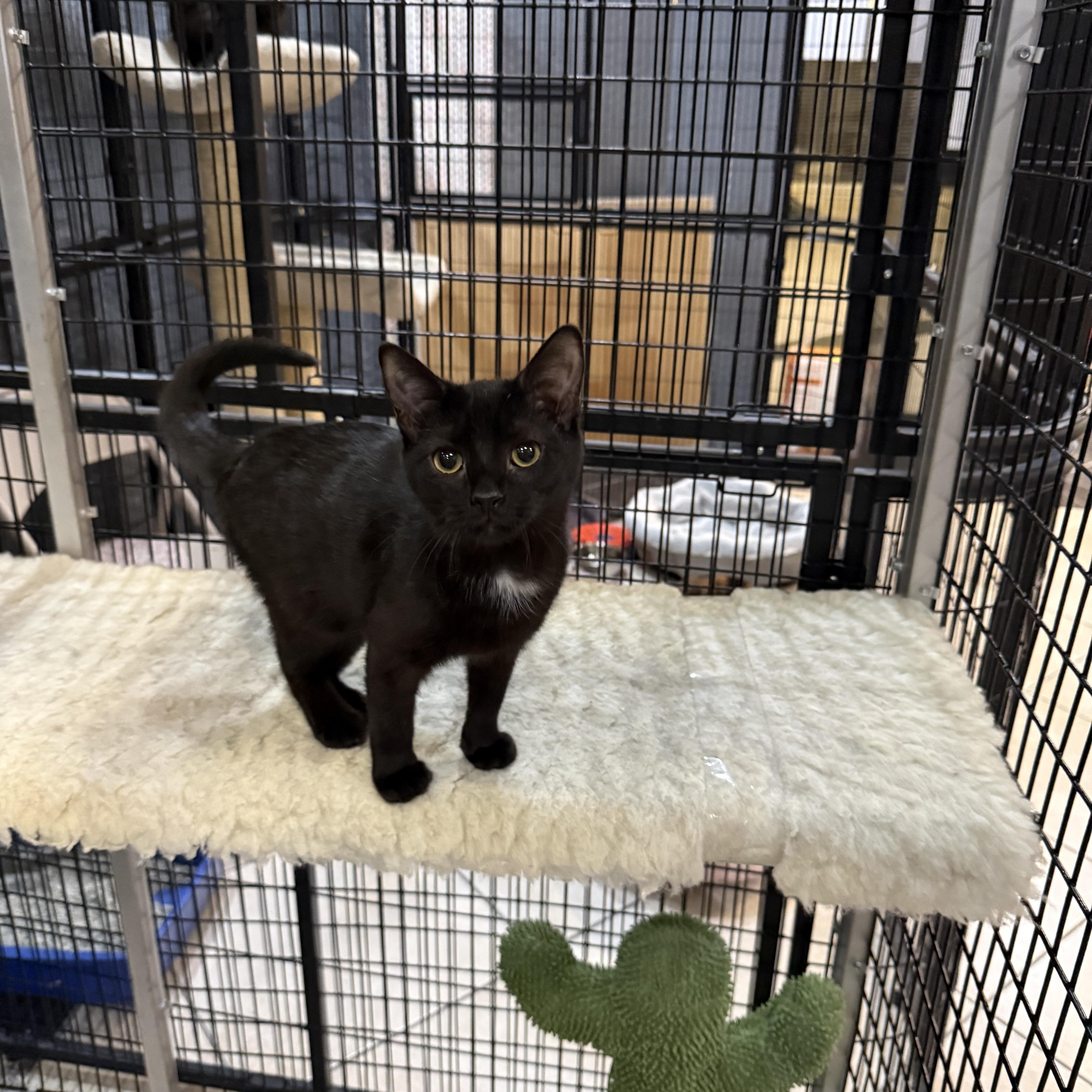 Indigo, an adopted Domestic Short Hair in Plymouth, MA image 2/4