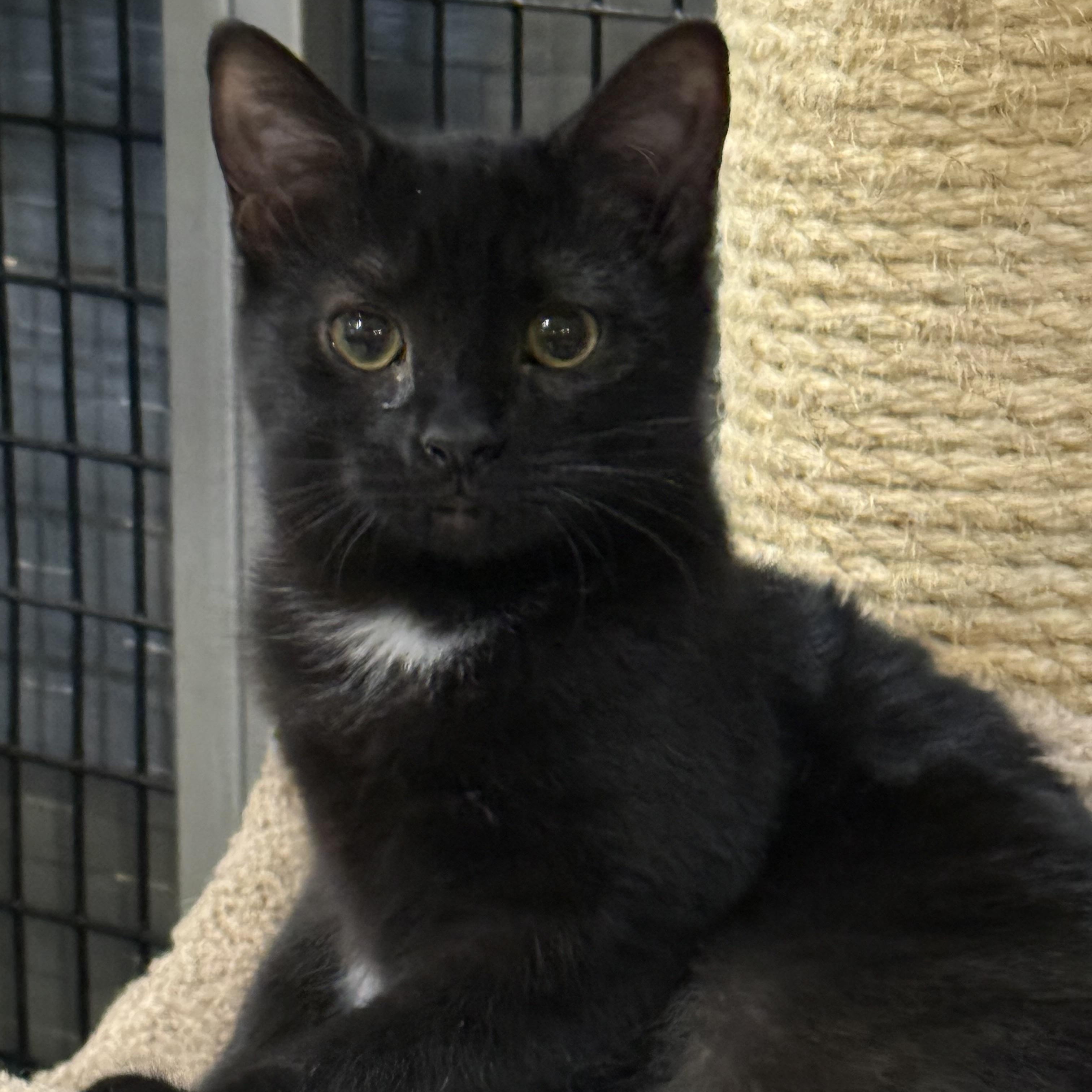 Indigo, adopted, Kitten Male Domestic Short Hair.
