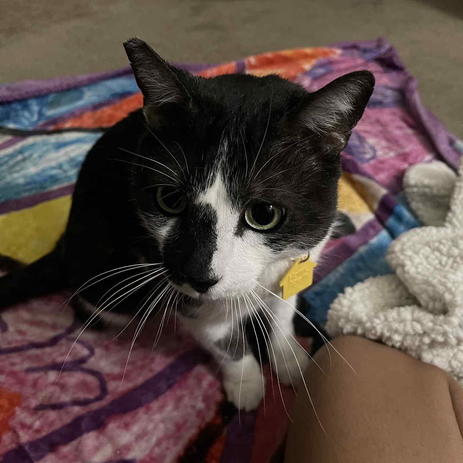 Enlarge Morty the lover, a Adoptable Domestic Short Hair in Portland, OR image 5/5