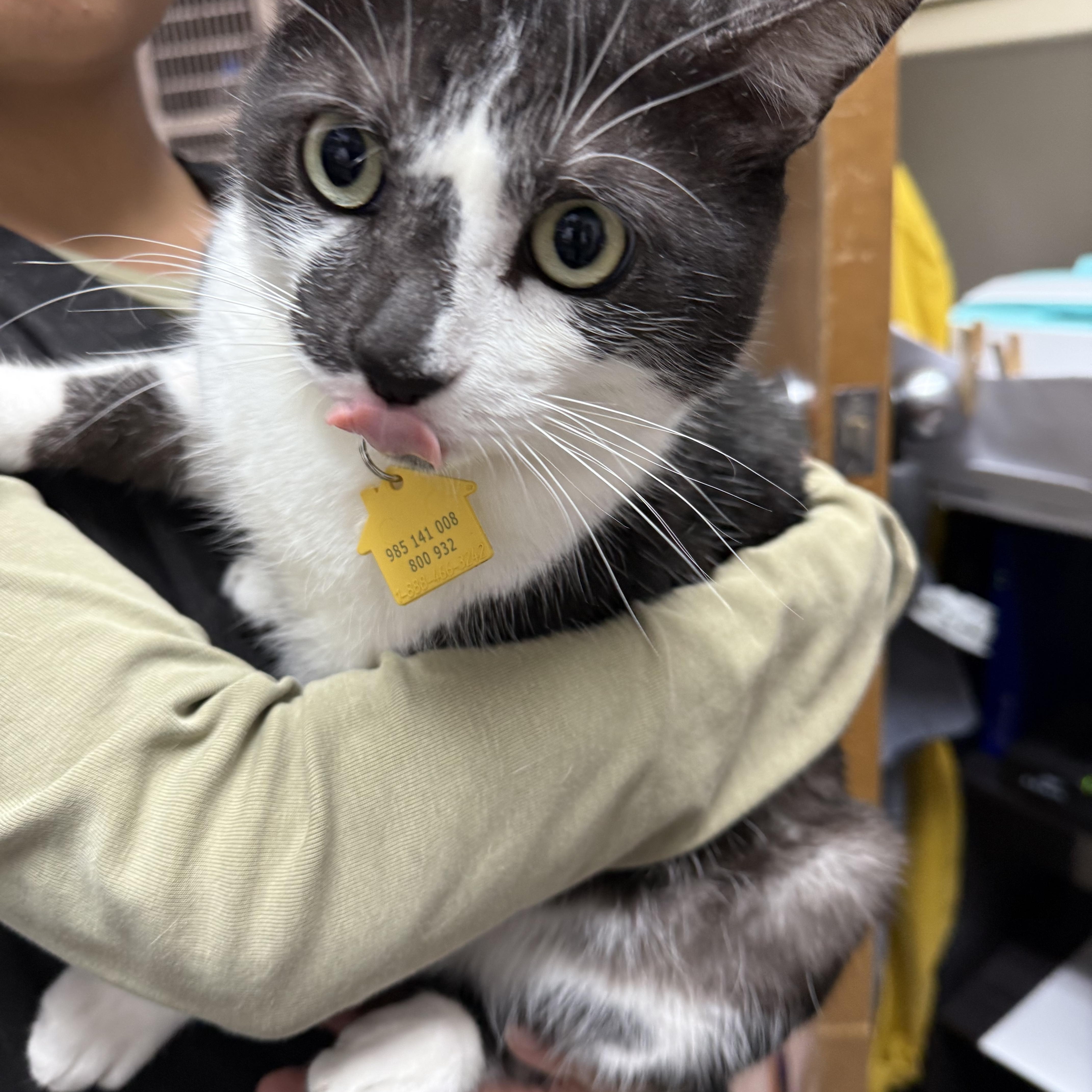 Enlarge Morty the lover, a Adoptable Domestic Short Hair in Portland, OR image 2/5