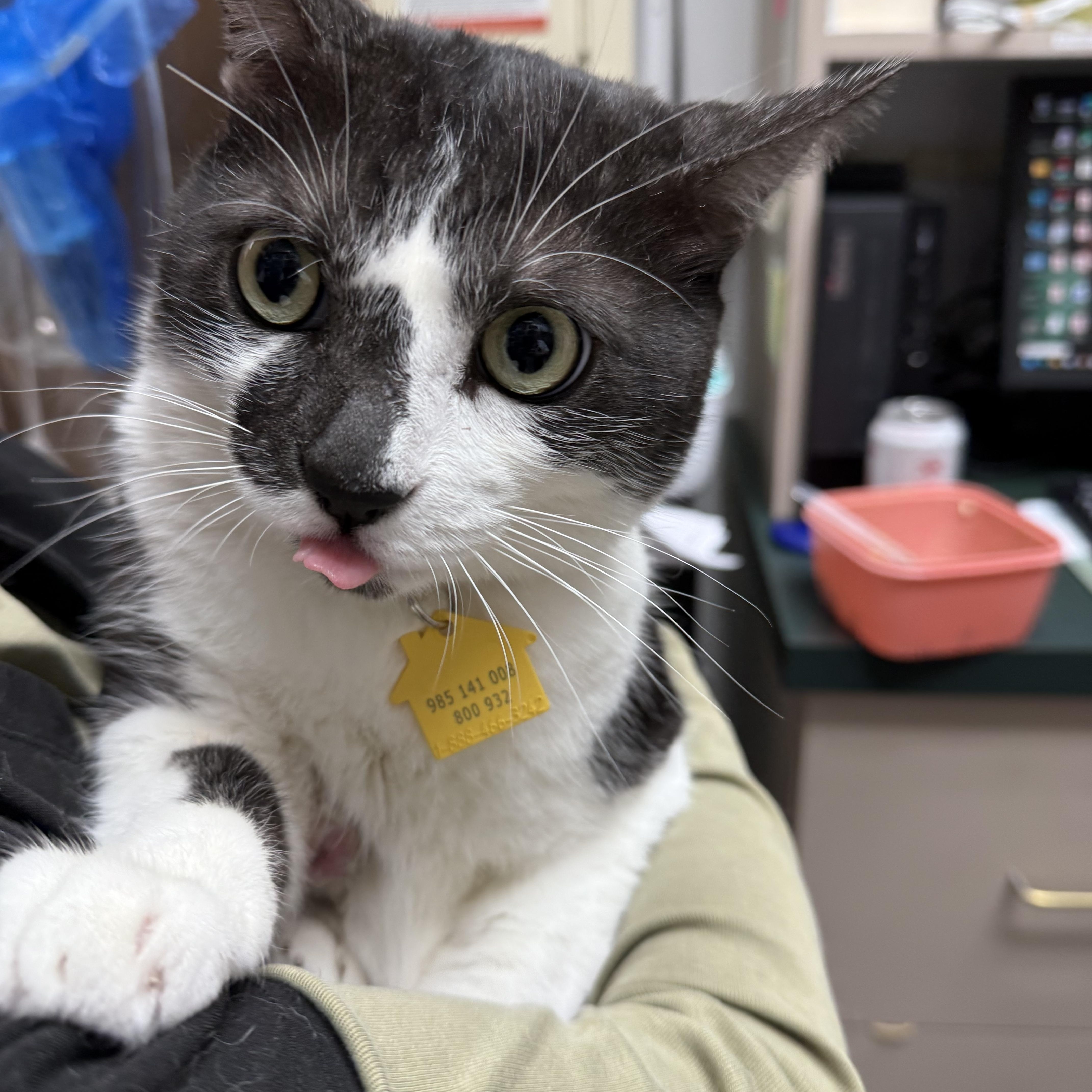 Morty the lover, Adoptable, Adult Male Domestic Short Hair.