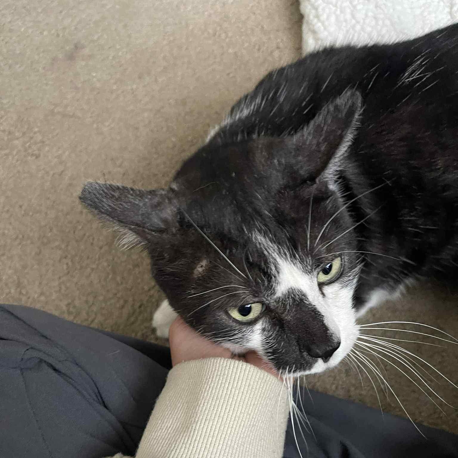 Enlarge Morty the lover, a Adoptable Domestic Short Hair in Portland, OR image 4/5