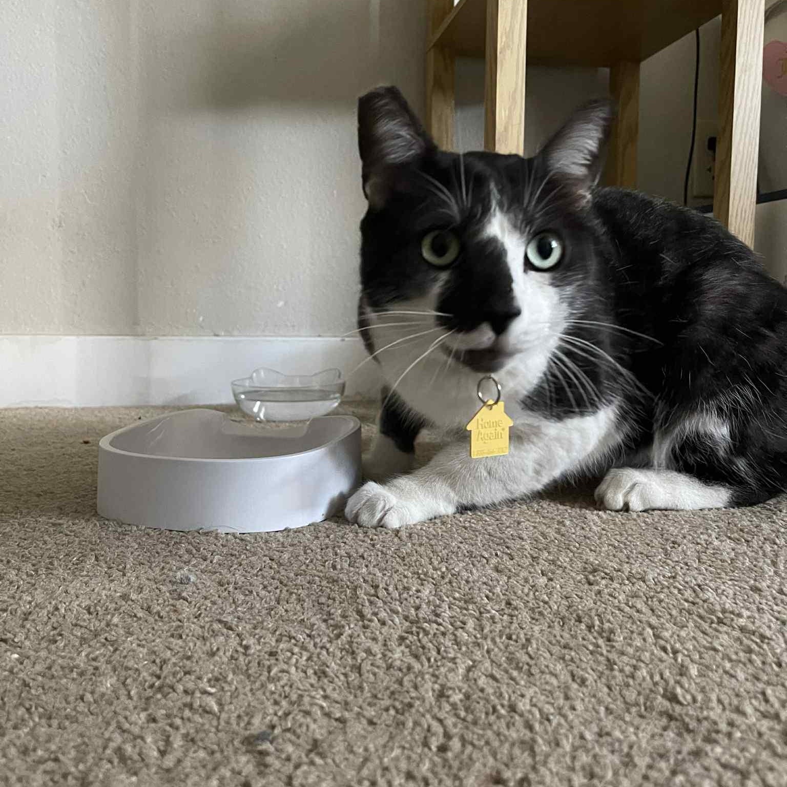 Enlarge Morty the lover, a Adoptable Domestic Short Hair in Portland, OR image 3/5