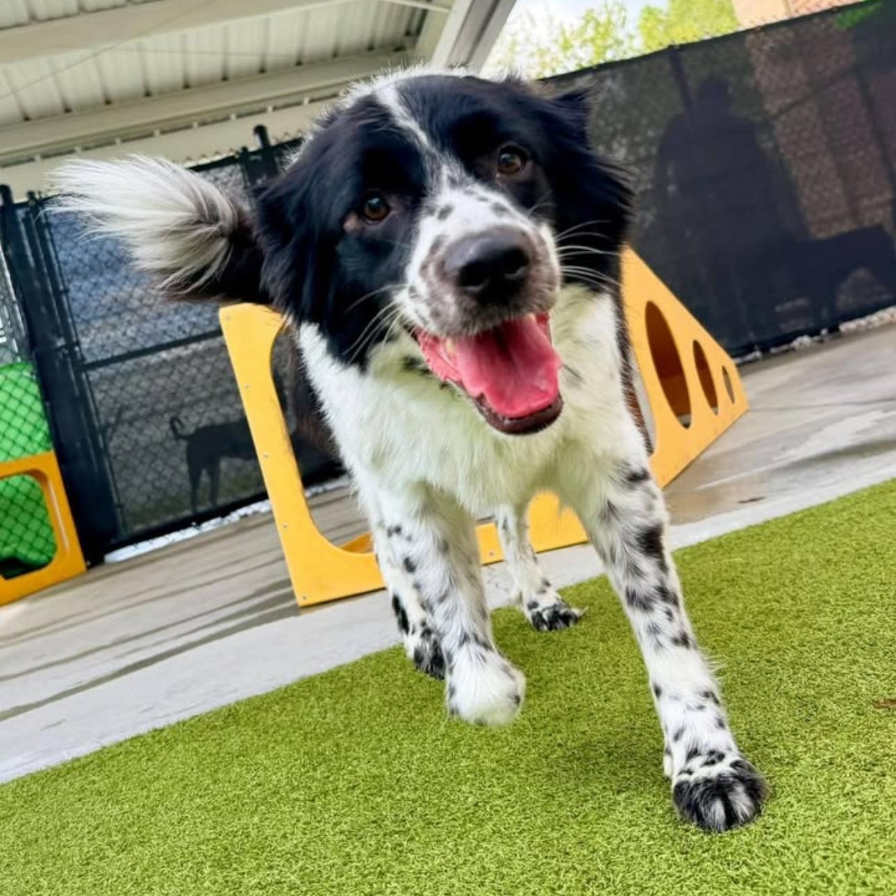 Enlarge Odie, a Adoption Pending mixed breed in Louisburg, KS image 2/6