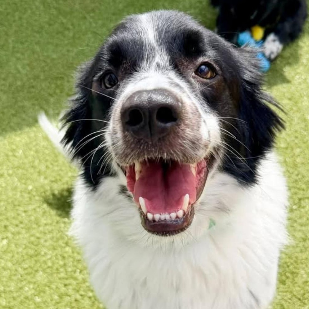 Enlarge Odie, a Adoption Pending mixed breed in Louisburg, KS image 4/6