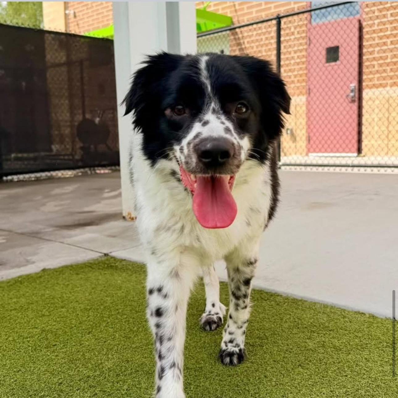 Odie, Adoptable, Young Male Border Collie & English Shepherd.